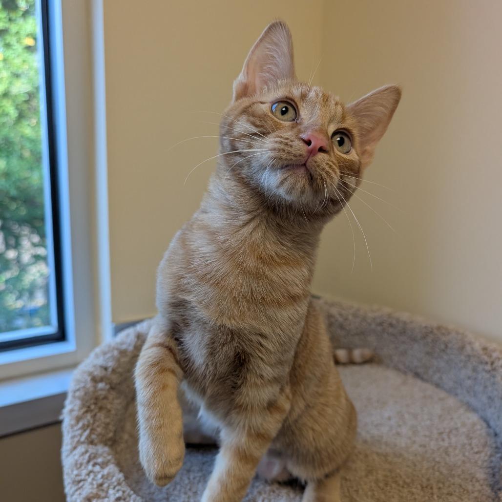 Nutter Butter, a Adoptable Domestic Short Hair in Sonoma, CA image 5/5