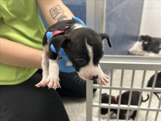 Enlarge AURORA, a Adoptable mixed breed in Loveland, CO image 1/1