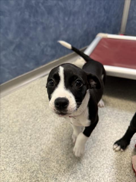 AURORA, Adoptable, Puppy Female Chihuahua & Pit Bull Terrier.