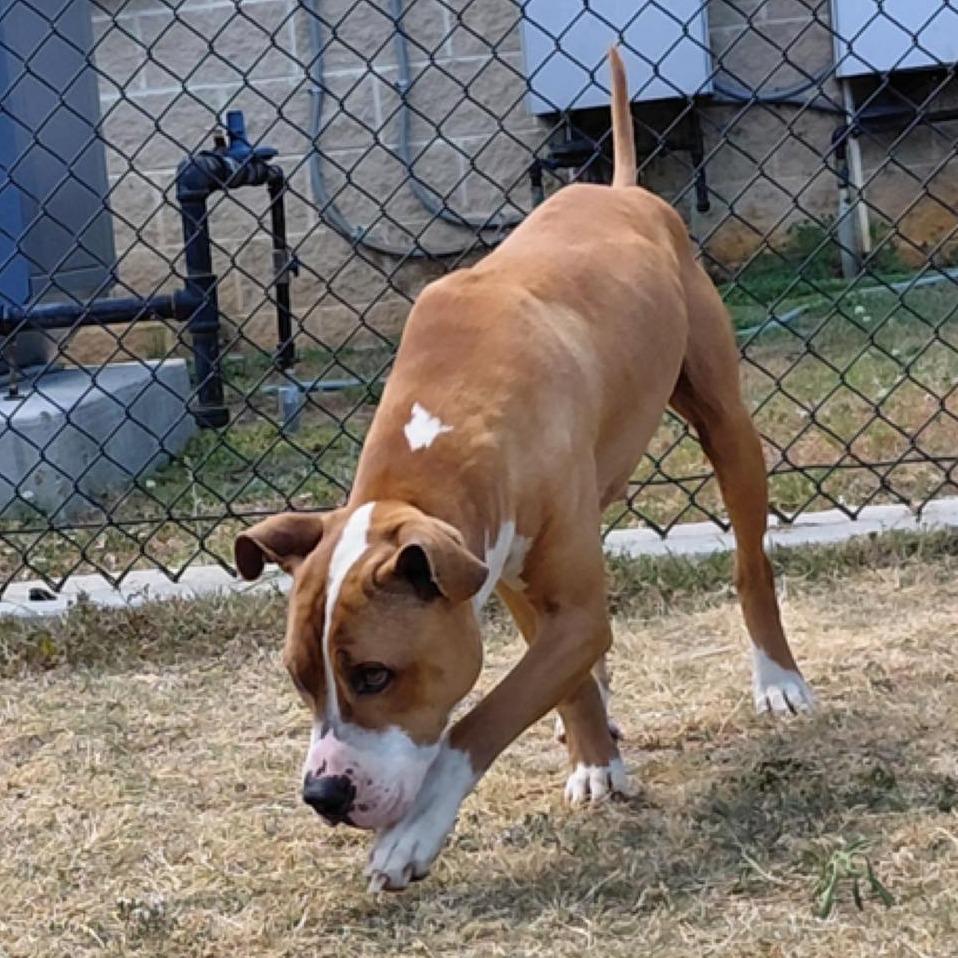 JAMESON  Available NOW - RESCUE ONLY!, Adoptable, Adult Male Mixed Breed.