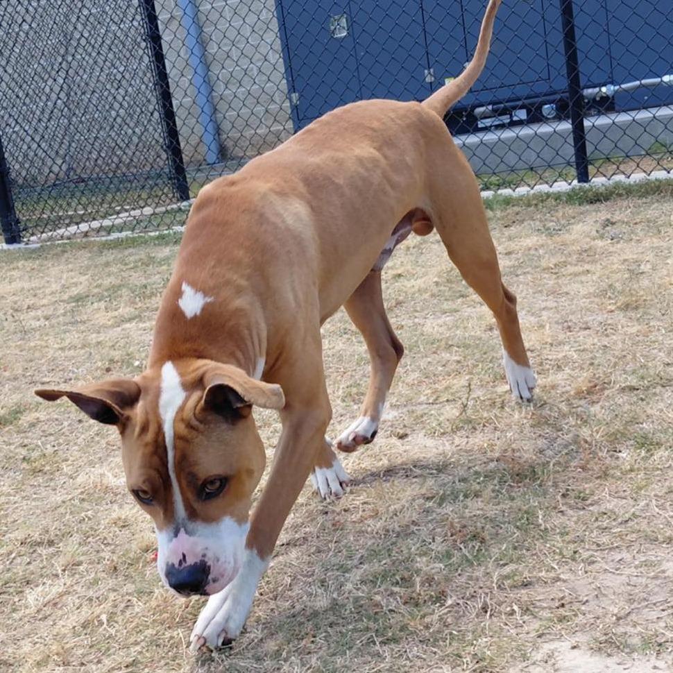 Enlarge JAMESON  Available NOW - RESCUE ONLY!, a Adoptable Mixed Breed in Nashville, NC image 2/2