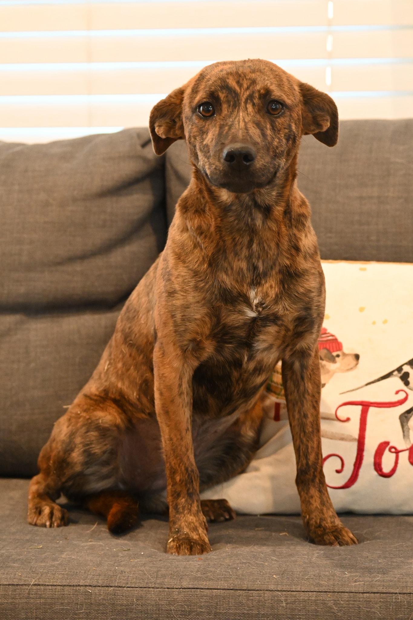 Enlarge Izzy, a ADOPTABLE mixed breed in Catlett, VA image 6/6