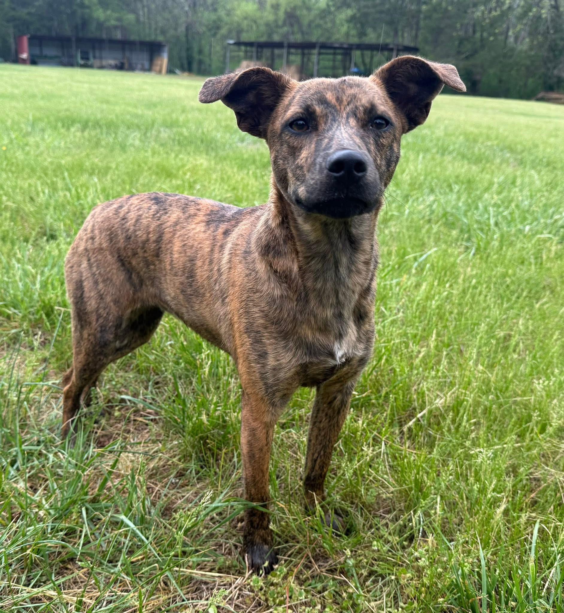 Izzy, a ADOPTABLE mixed breed in Catlett, VA image 6/6