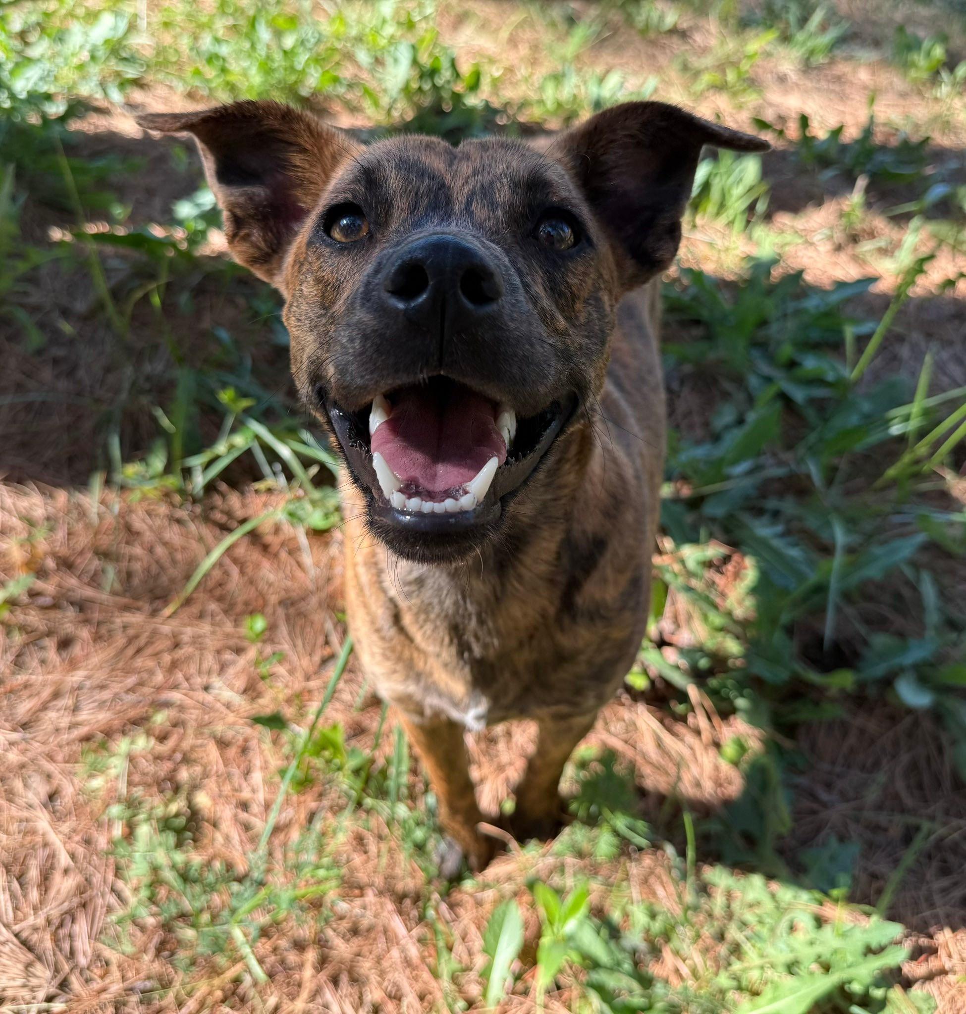 Izzy, ADOPTABLE, Young Female Plott Hound.