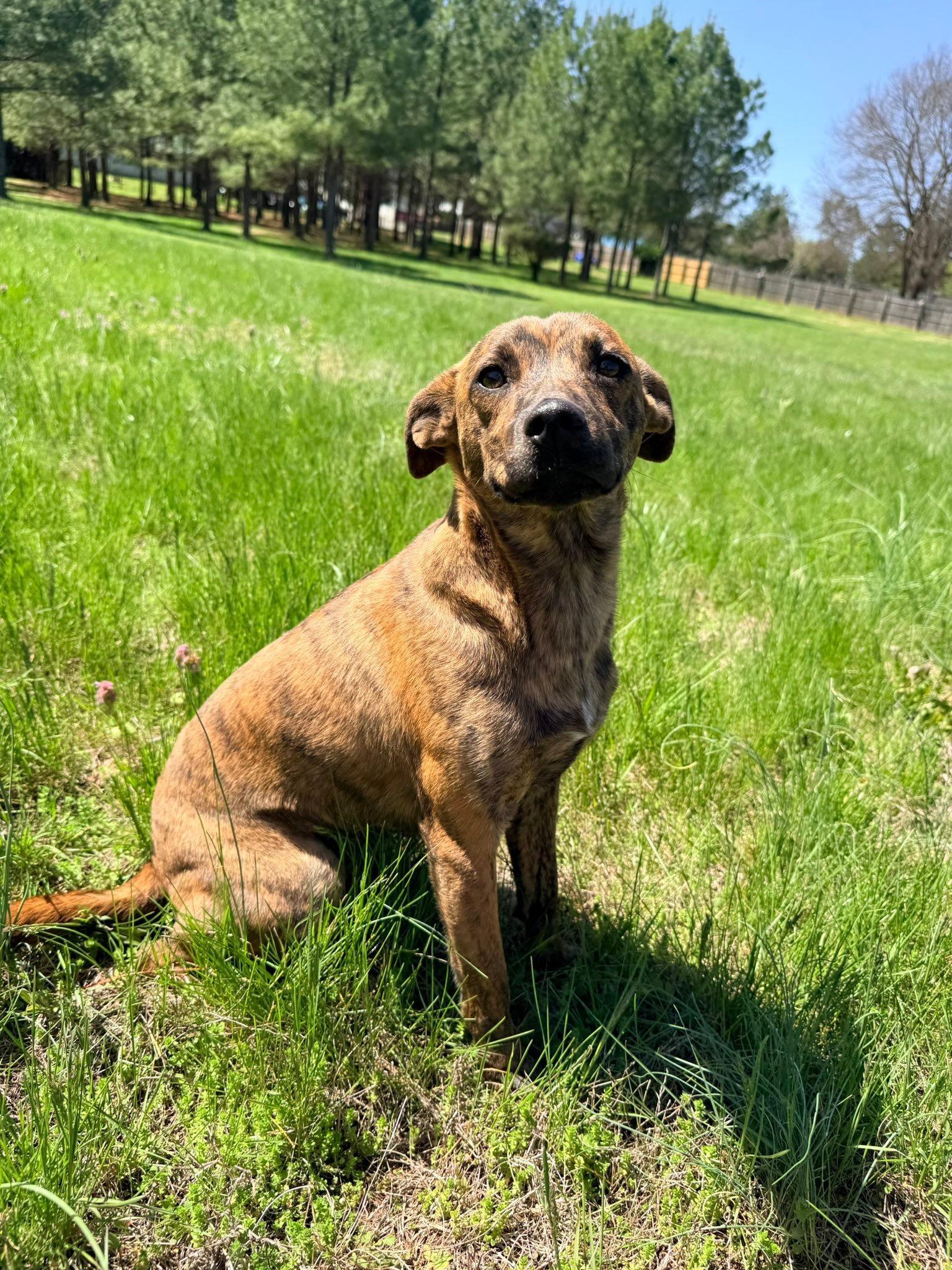 Izzy, a ADOPTABLE mixed breed in Catlett, VA image 5/6
