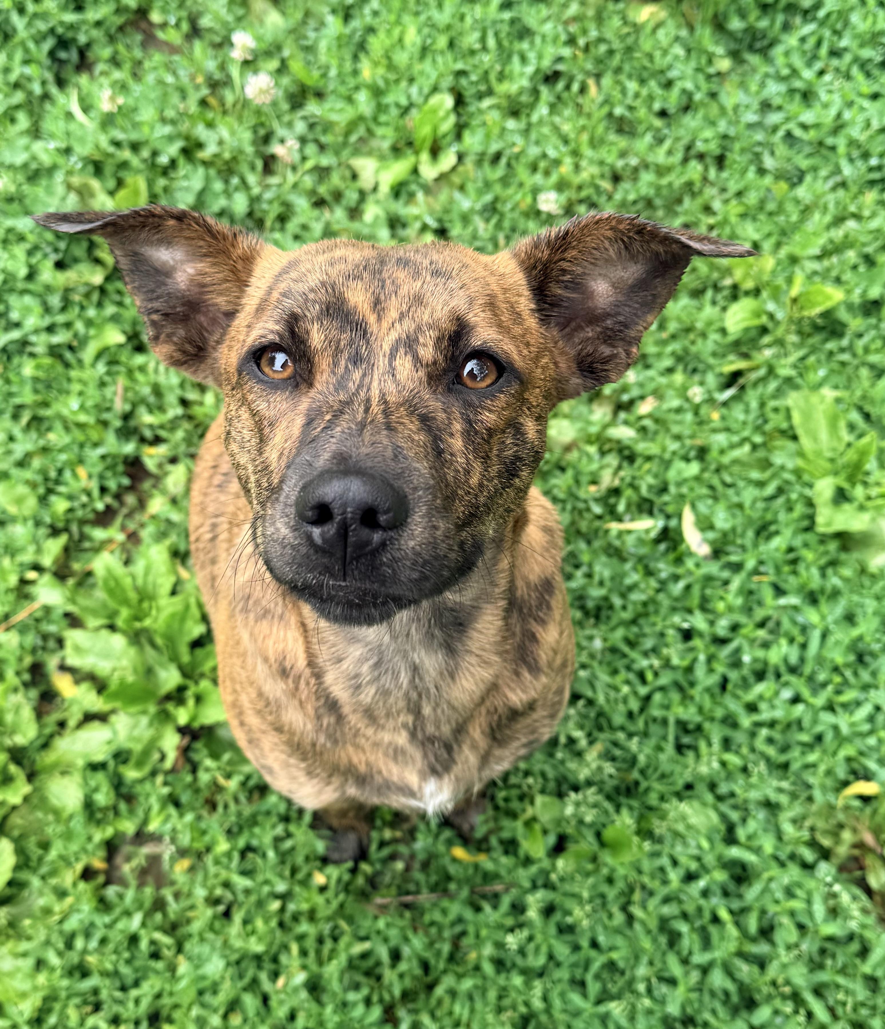 Izzy, a ADOPTABLE mixed breed in Catlett, VA image 4/6