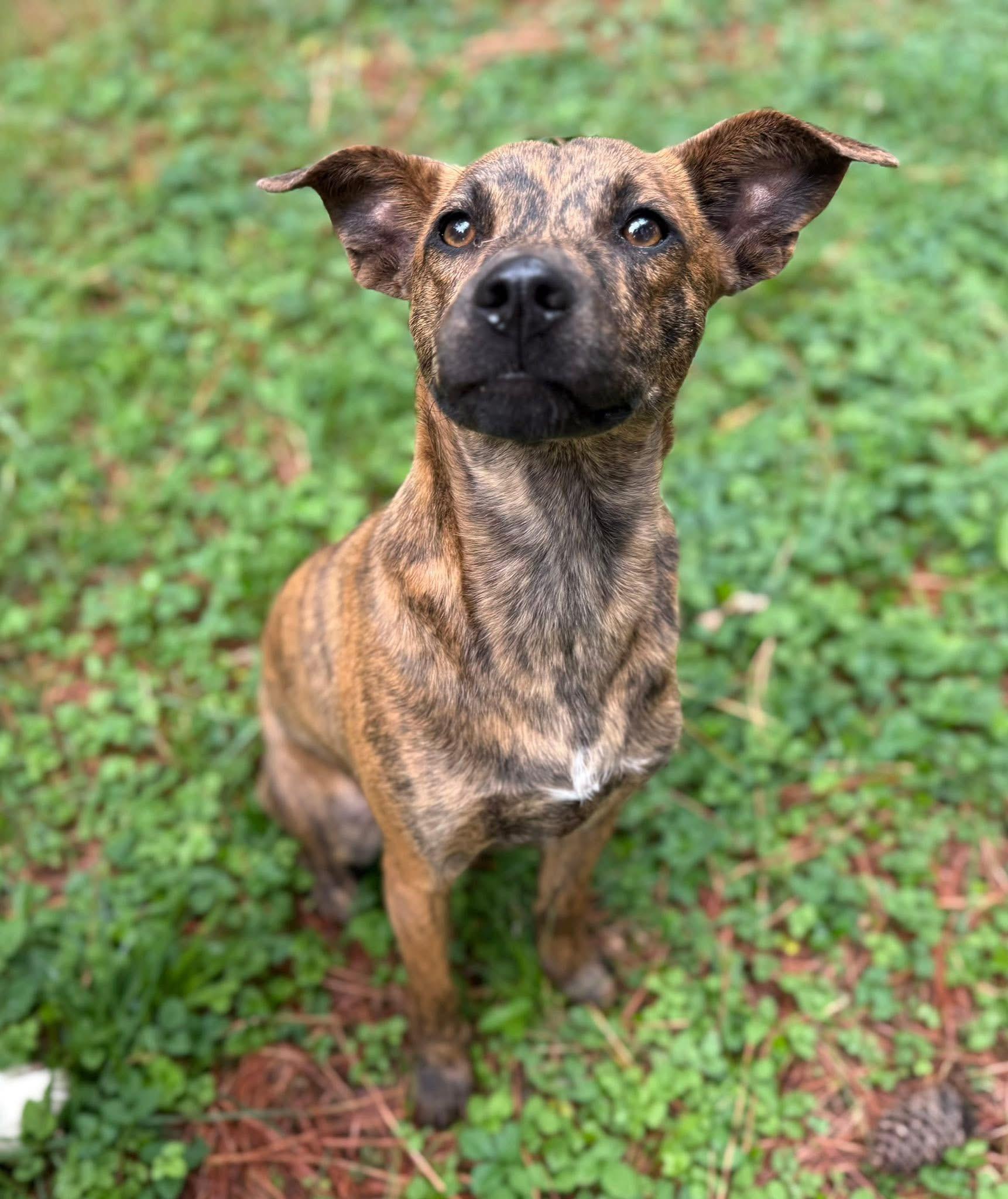 Izzy, a ADOPTABLE mixed breed in Catlett, VA image 2/6