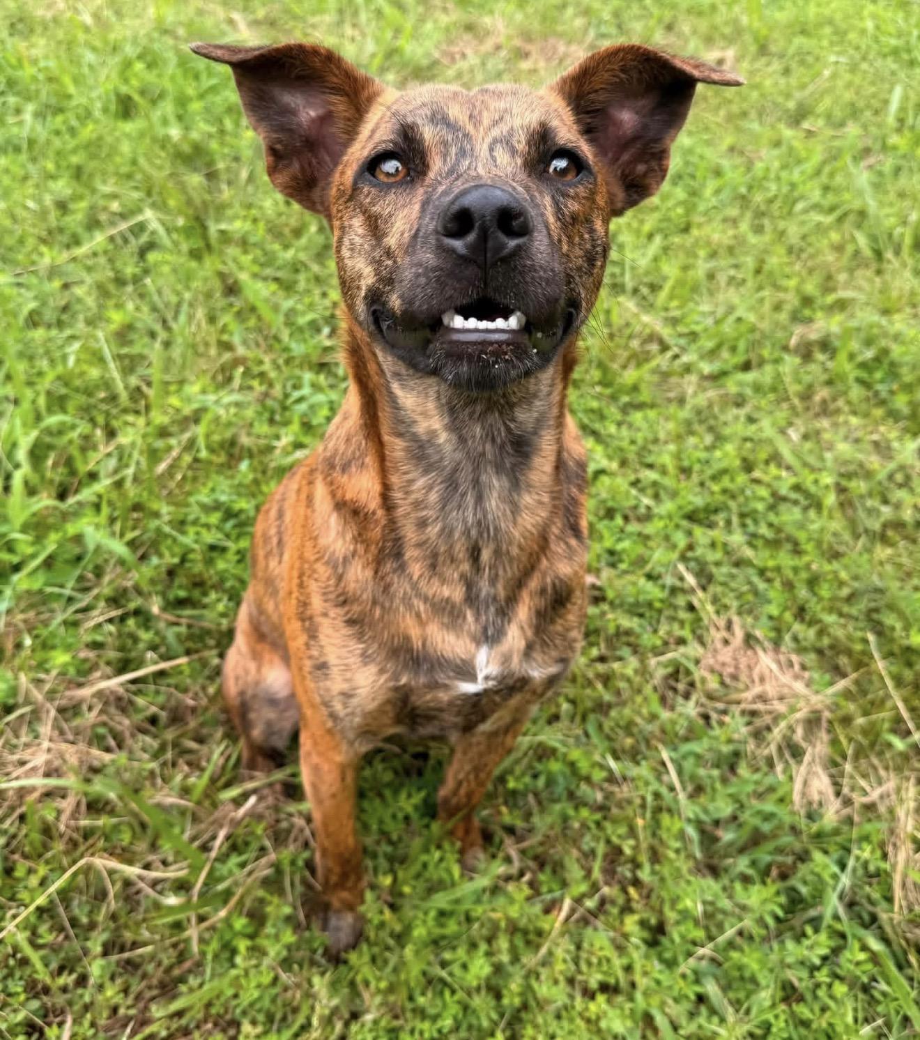 Izzy, ADOPTABLE, Young Female Plott Hound.