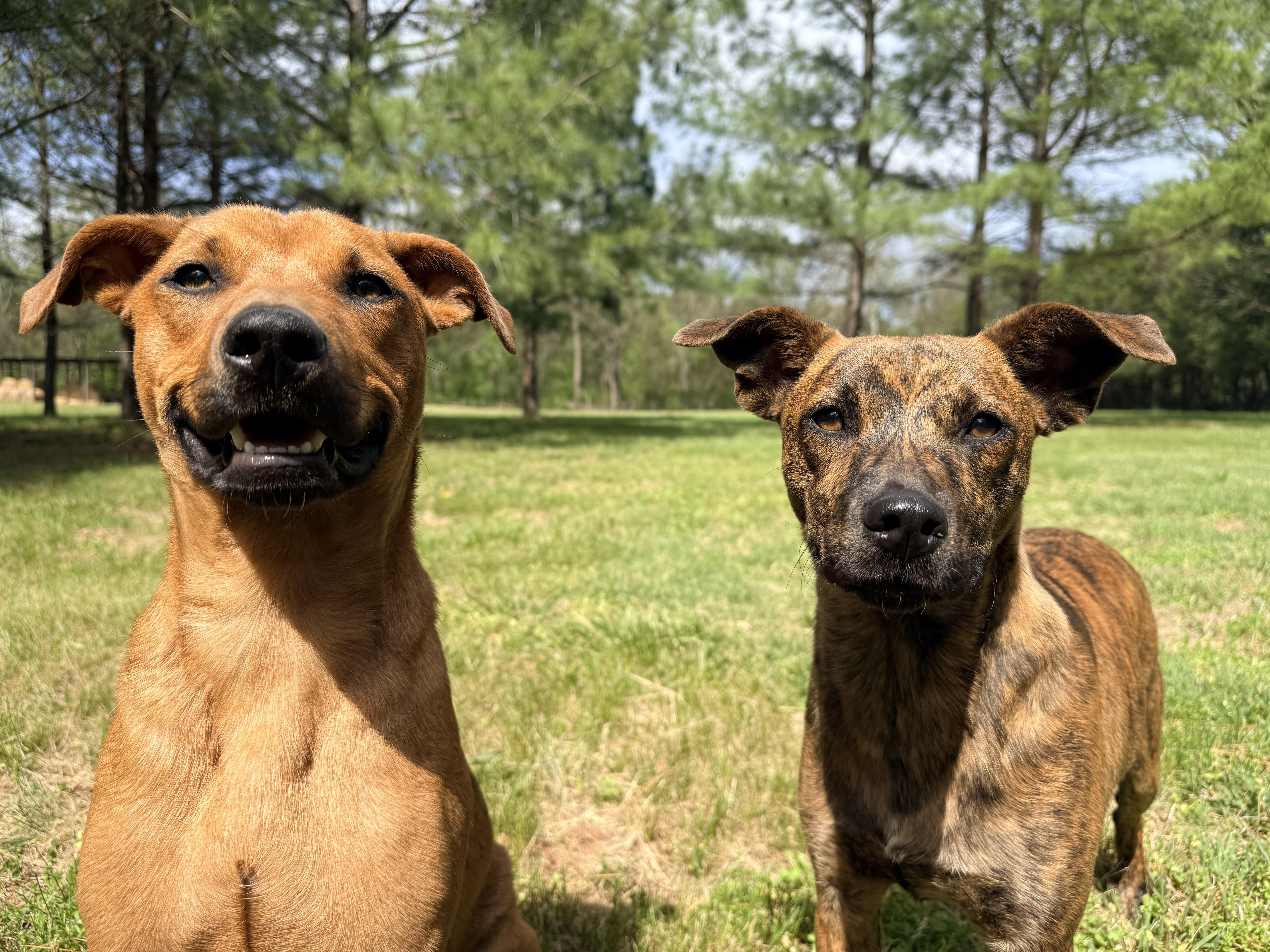Izzy, a ADOPTABLE mixed breed in Catlett, VA image 3/6