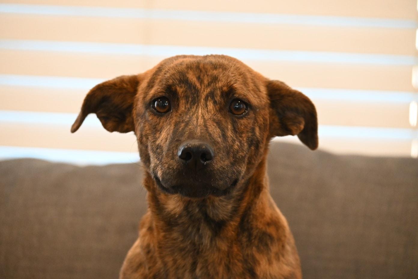 Enlarge Izzy, a ADOPTABLE mixed breed in Catlett, VA image 1/6