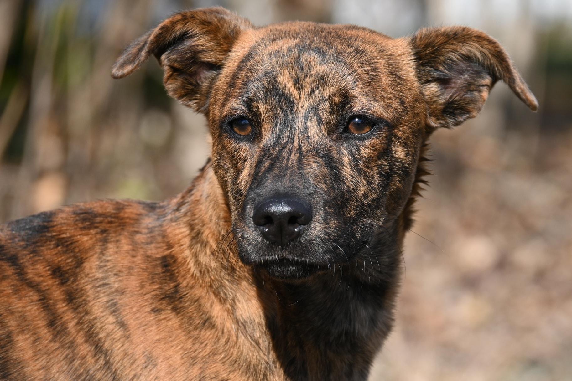 Izzy, ADOPTABLE, Young Female Plott Hound.