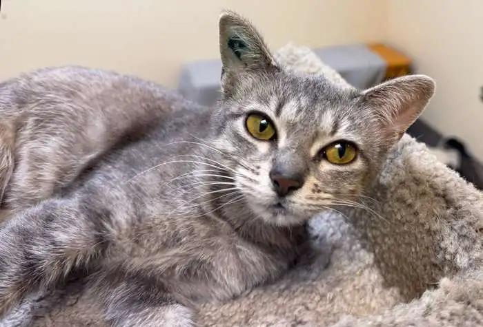 O'Shea, ADOPTABLE, Young Female Domestic Short Hair.