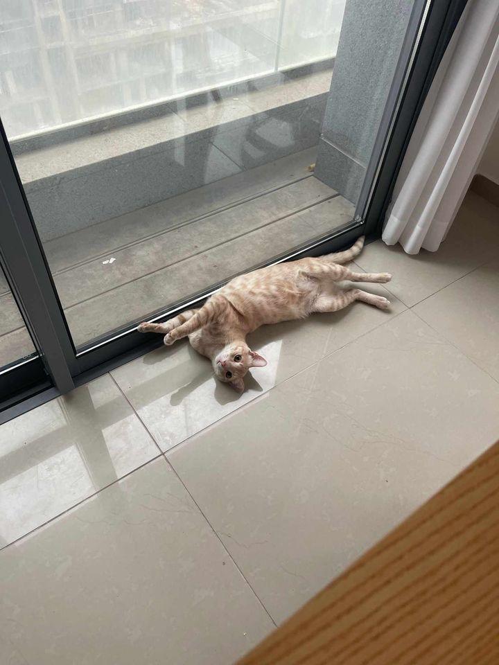 Enlarge Gravy, a Adopted American Shorthair in Quincy, MI image 1/3