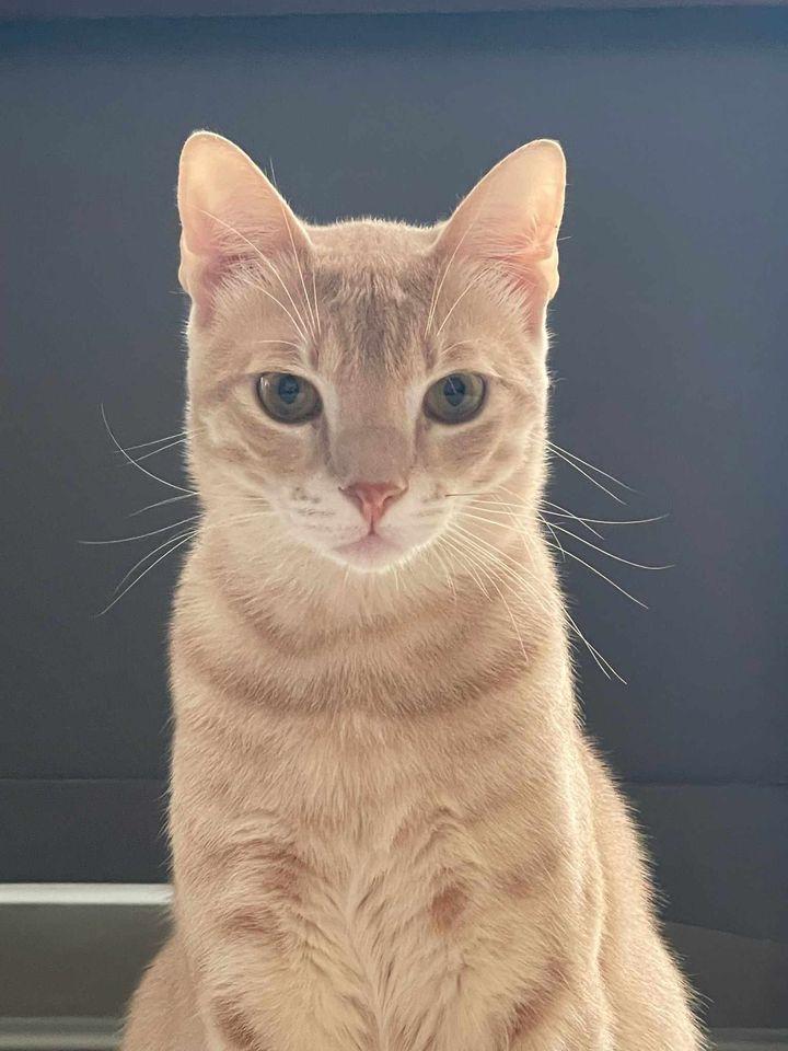 Enlarge Gravy, a Adopted American Shorthair in Quincy, MI image 2/3