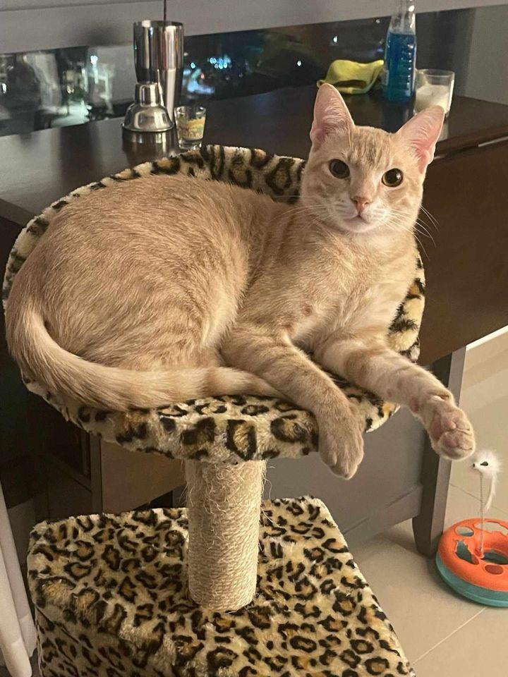 Enlarge Gravy, a Adopted American Shorthair in Quincy, MI image 3/3