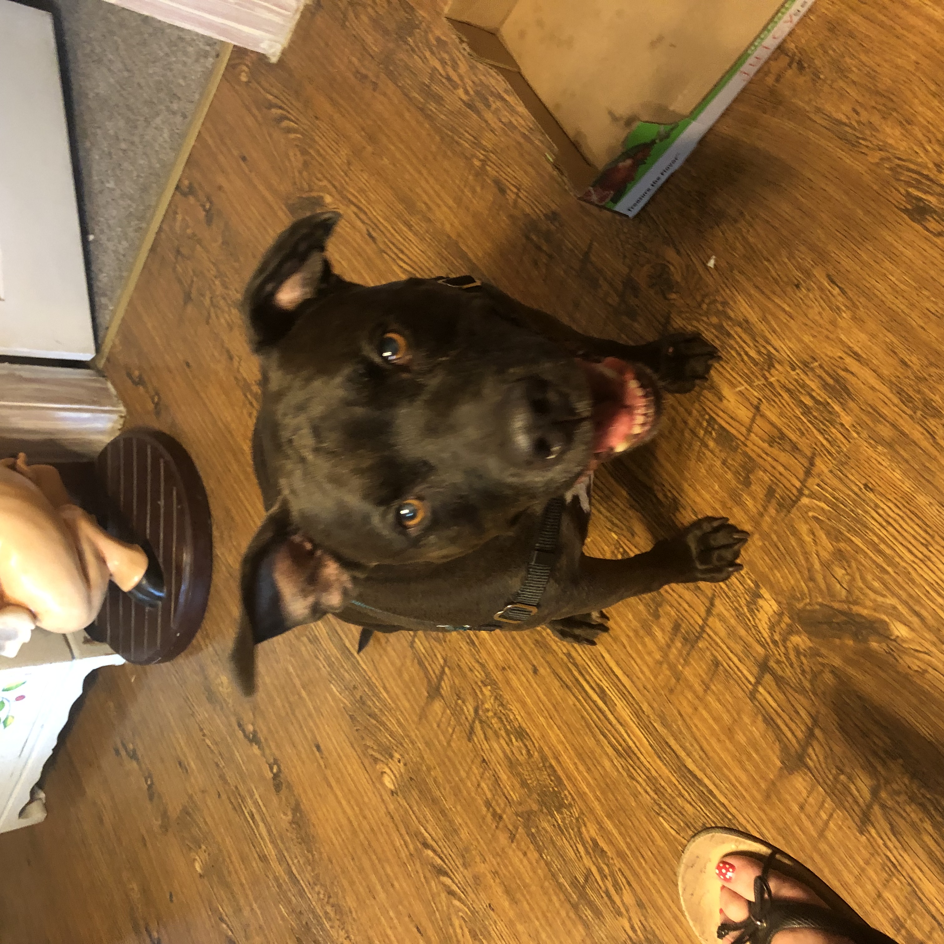 Enlarge Coco Puff, a Adopted Pit Bull Terrier in Issaquah, WA image 1/2