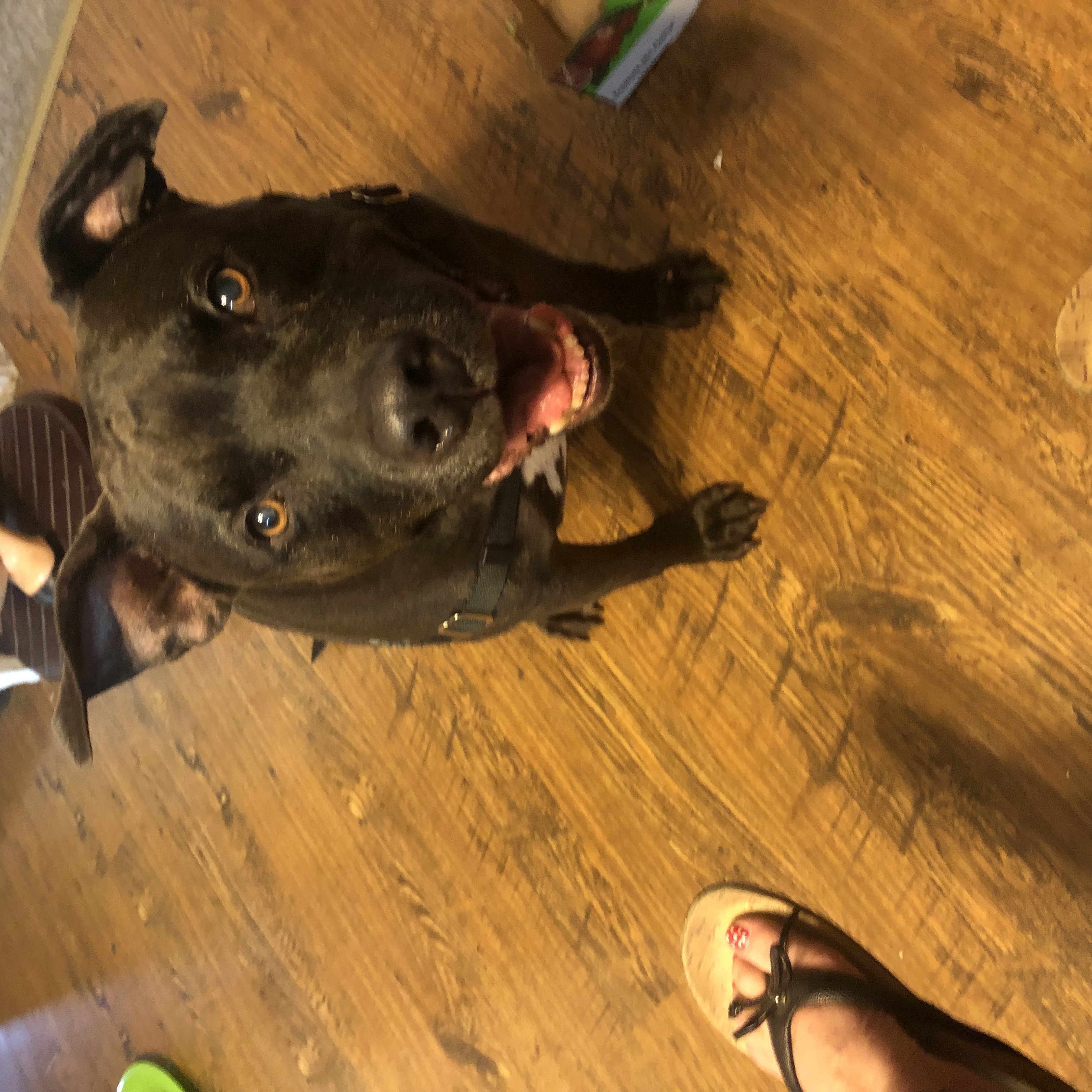 Enlarge Coco Puff, a Adopted Pit Bull Terrier in Issaquah, WA image 2/2