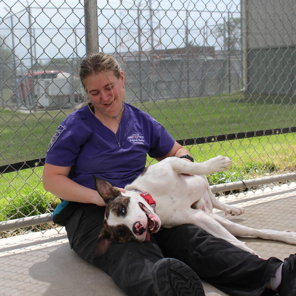 Enlarge Sky, a Adoptable mixed breed in McPherson, KS image 3/6