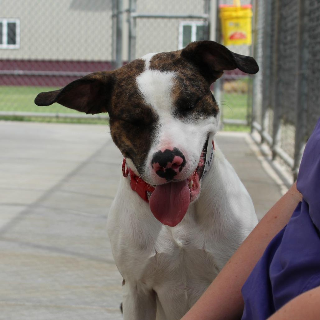 Enlarge Sky, a Adoptable mixed breed in McPherson, KS image 1/6