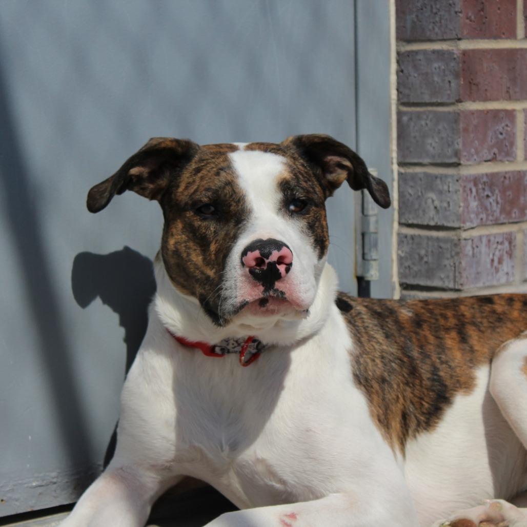 Enlarge Sky, a Adoptable mixed breed in McPherson, KS image 1/3