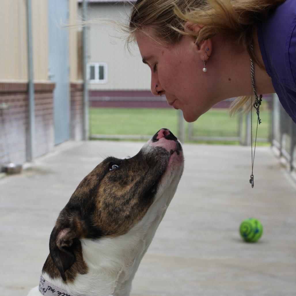 Enlarge Sky, a Adoptable mixed breed in McPherson, KS image 4/6