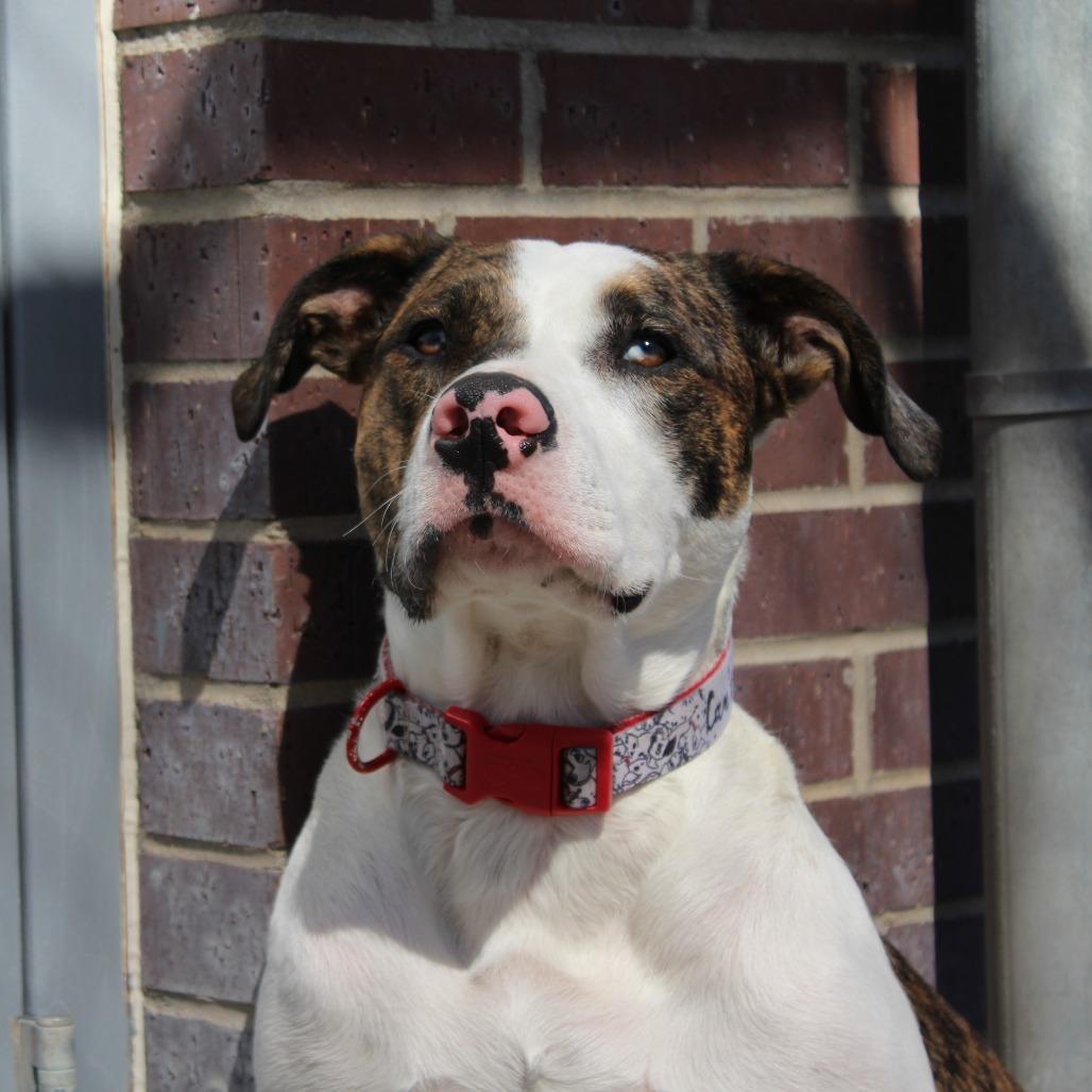 Enlarge Sky, a Adoptable mixed breed in McPherson, KS image 2/3