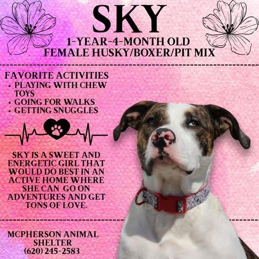Enlarge Sky, a Adoptable mixed breed in McPherson, KS image 3/3