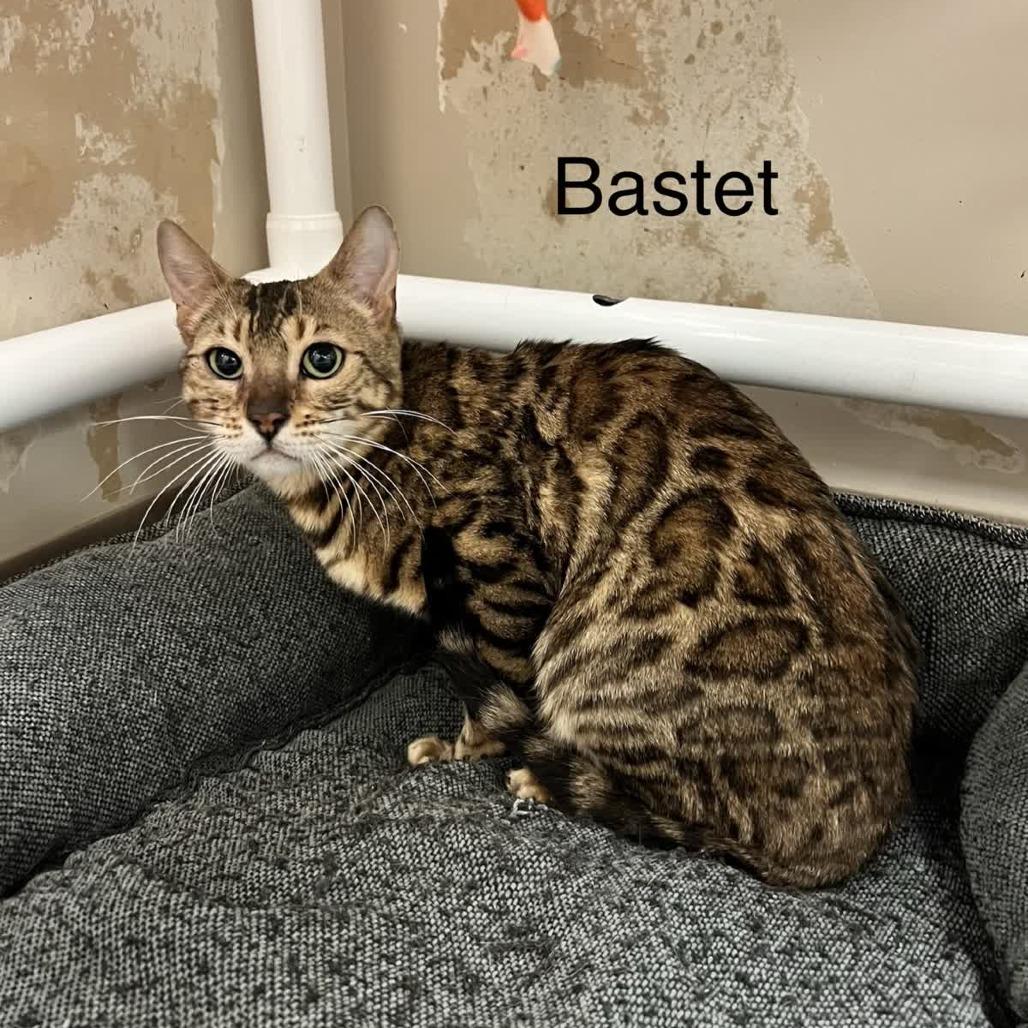 Enlarge Bastet, a Adoptable Bengal in Norfolk, NE image 1/1