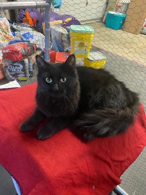 Enlarge Ebony, a Adoptable Domestic Long Hair in Franklin, PA image 1/1