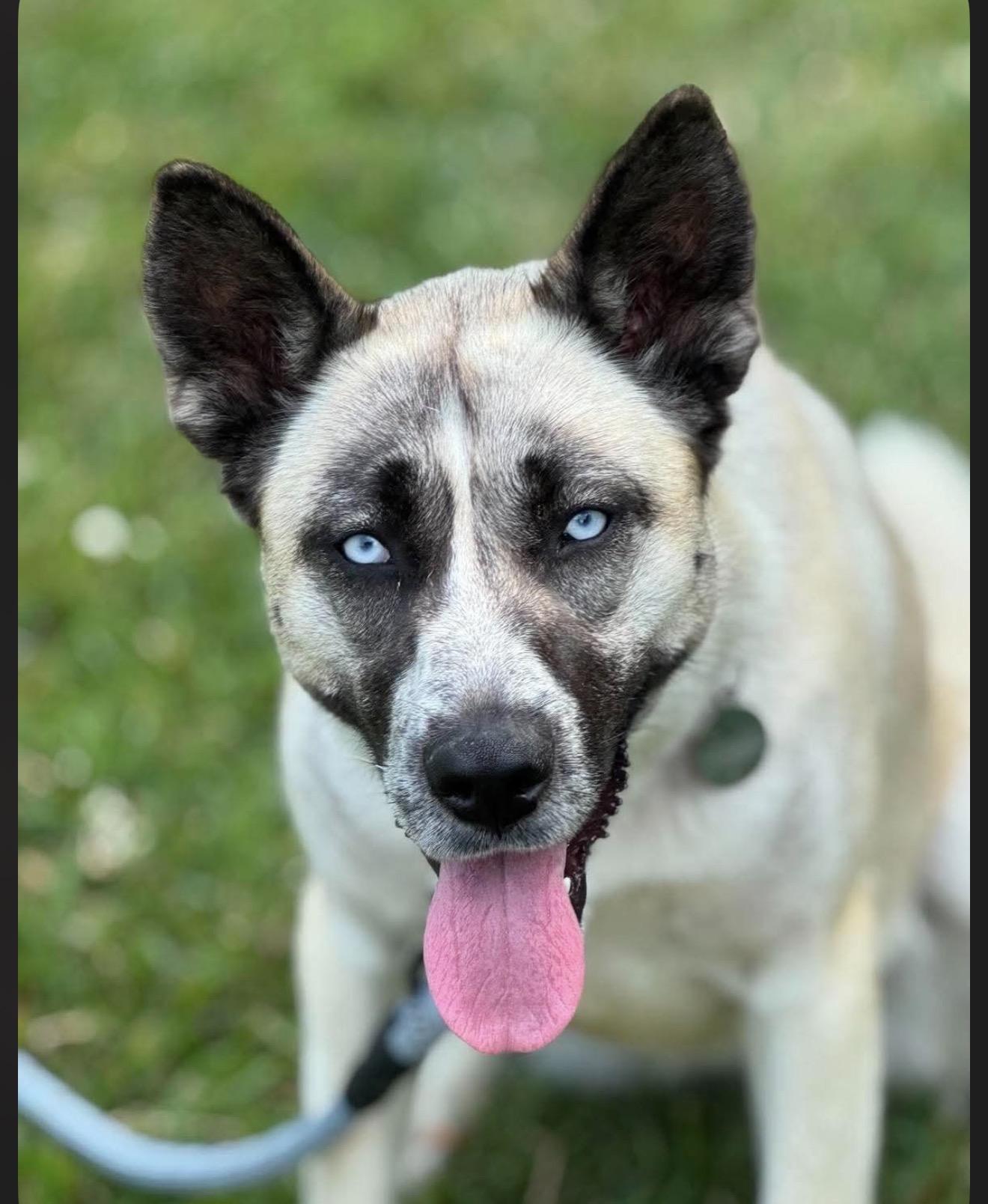Sheeba, ADOPTABLE, Young Female Husky.