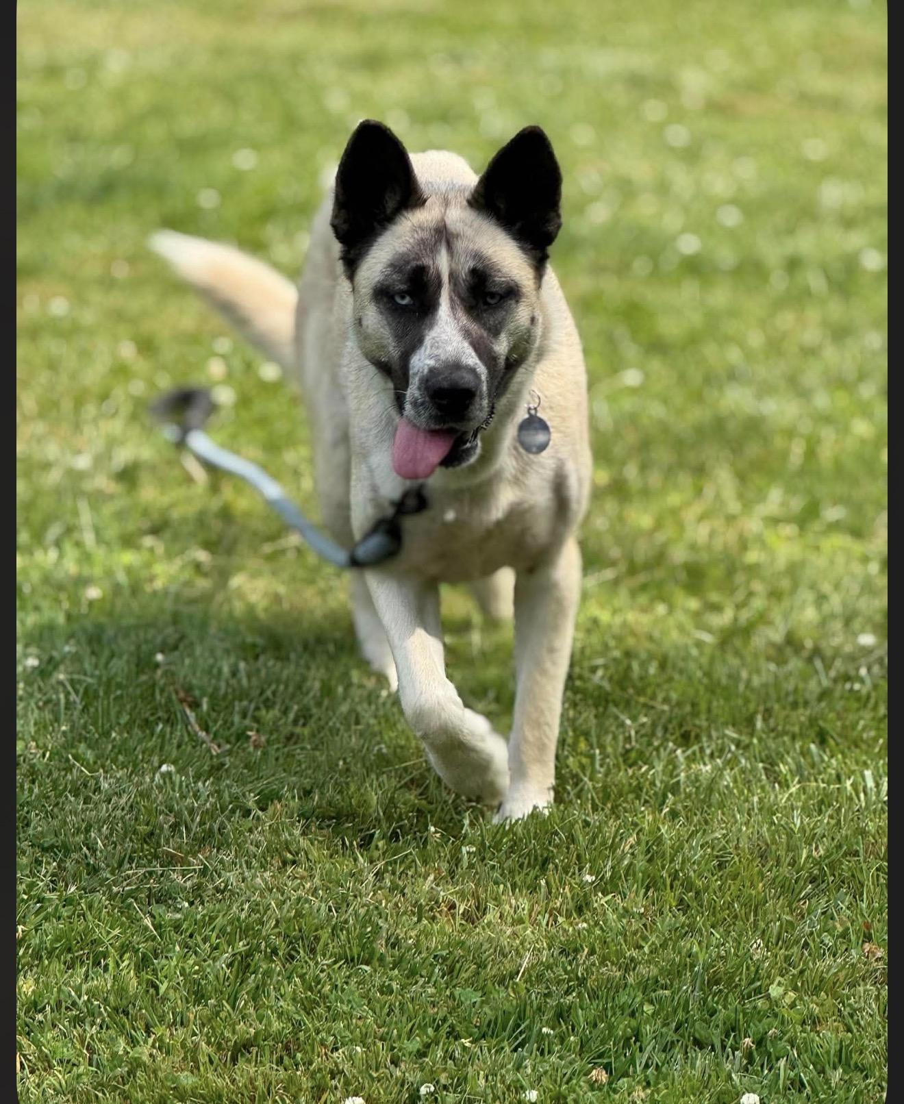 Sheeba, a ADOPTABLE mixed breed in Junction City, KY image 2/6
