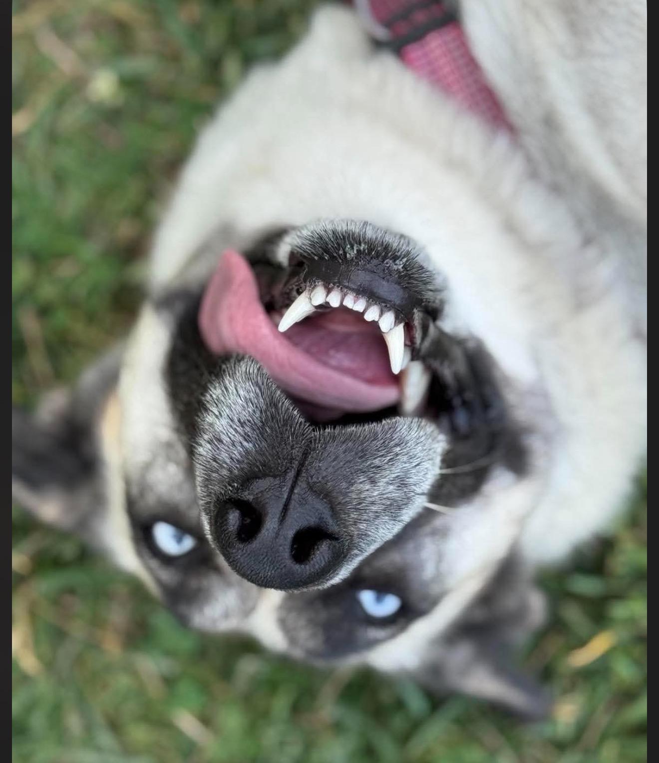 Sheeba, a ADOPTABLE mixed breed in Junction City, KY image 5/6
