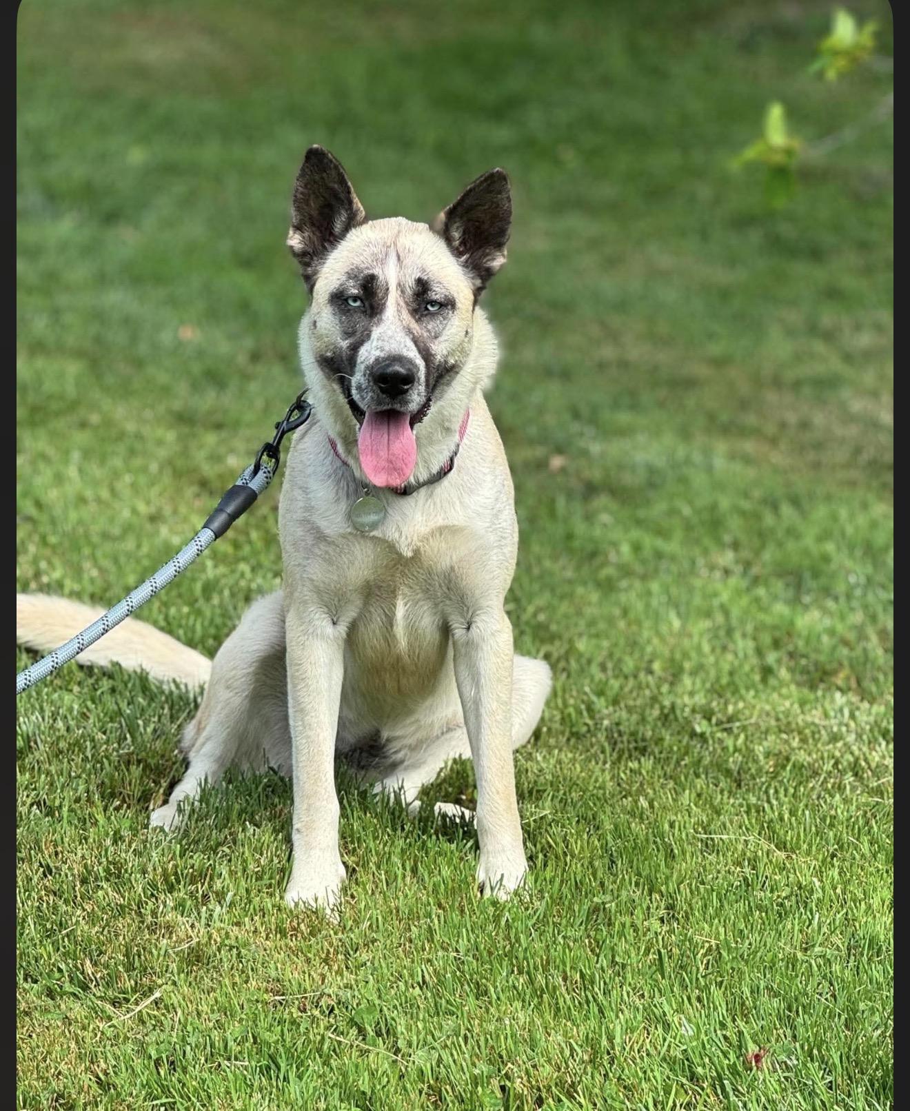 Sheeba, adopted, Young Female Husky.