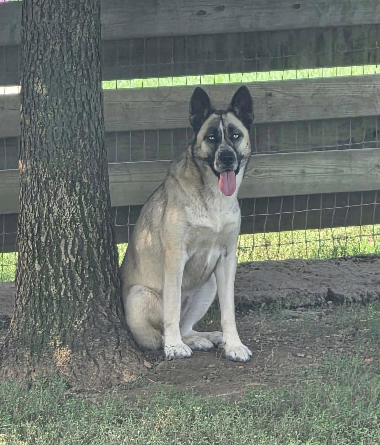 Sheeba, an adopted mixed breed in Junction City, KY image 6/6