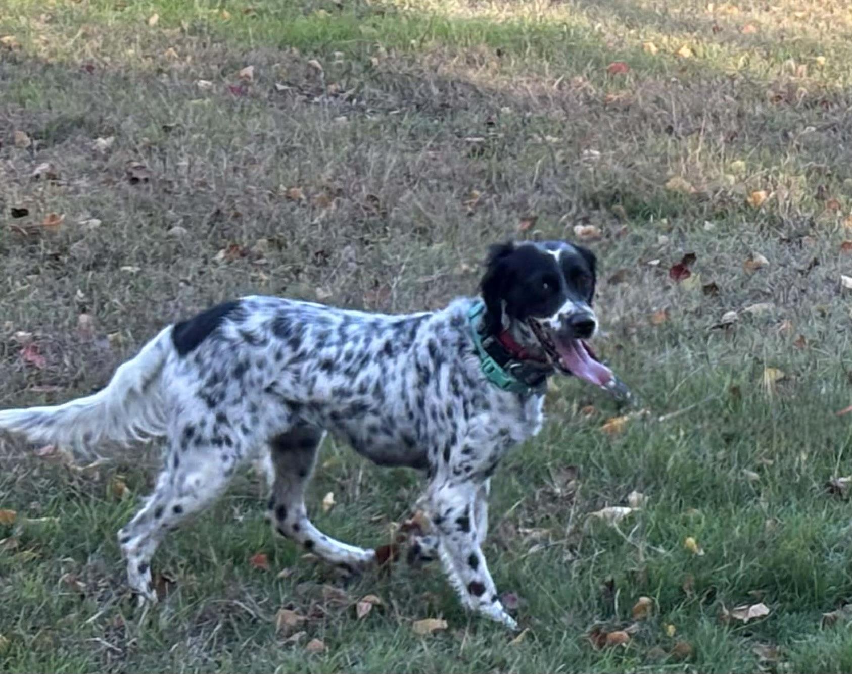 Enlarge Sky, an adopted English Setter in San Antonio, TX image 2/5