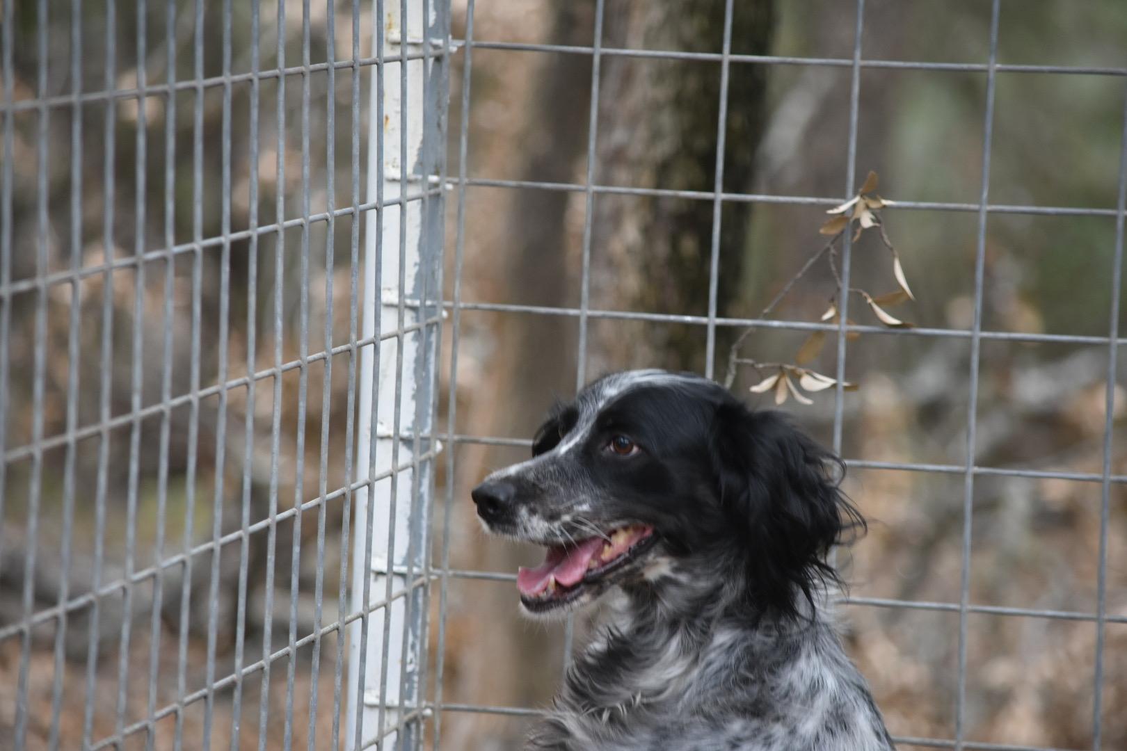 Enlarge Sky, a ADOPTABLE English Setter in San Antonio, TX image 5/5