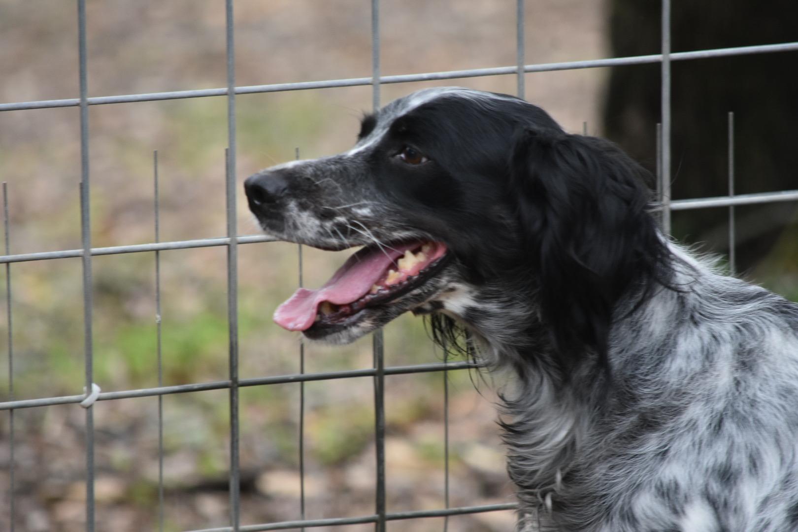 Enlarge Sky, an adopted English Setter in San Antonio, TX image 4/5