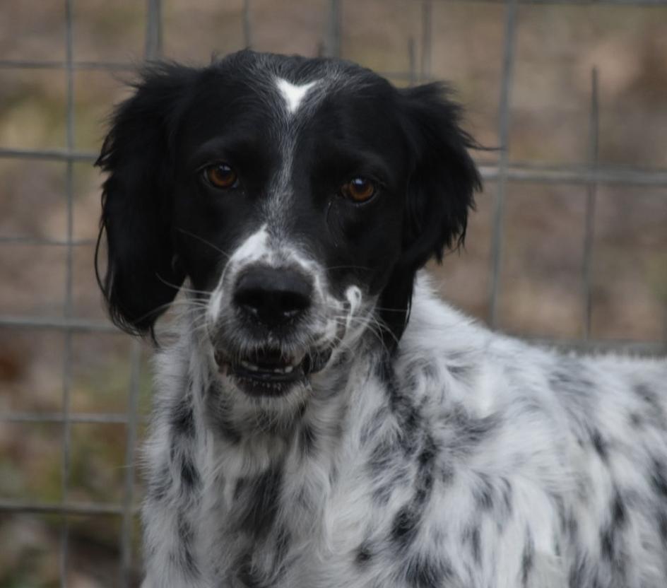 Enlarge Sky, an adopted English Setter in San Antonio, TX image 1/5