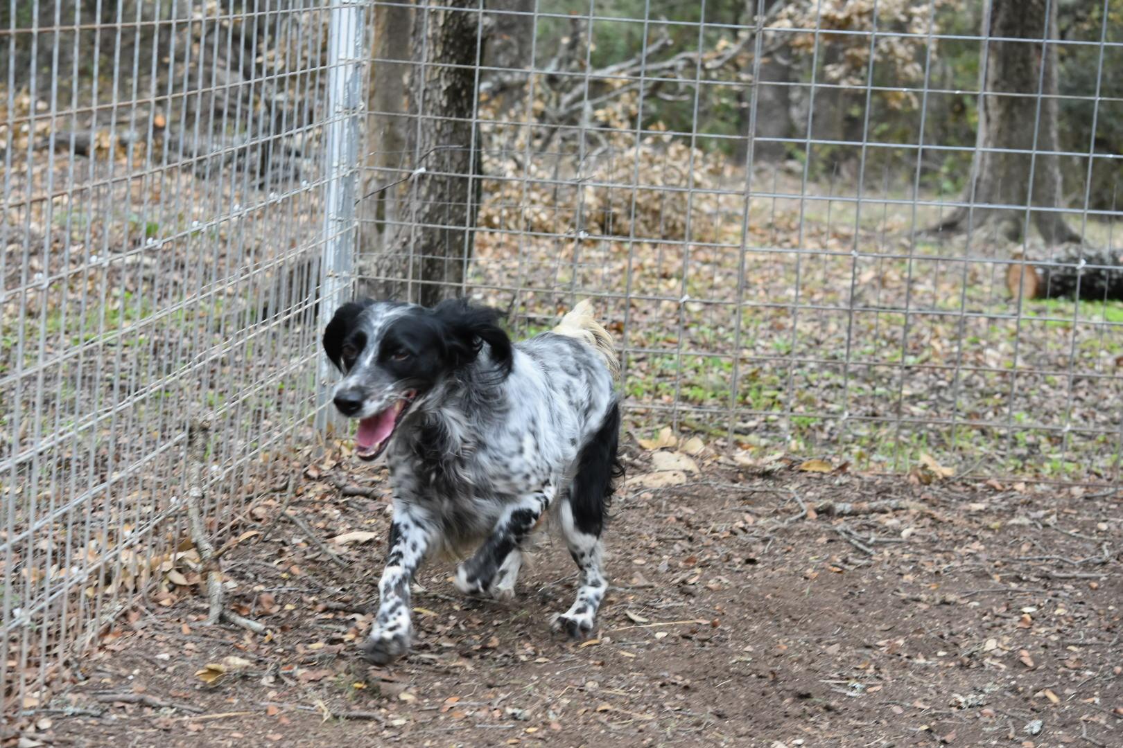 Enlarge Sky, a ADOPTABLE English Setter in San Antonio, TX image 3/5
