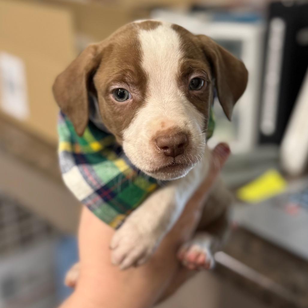 Enlarge Cider, a Adoptable mixed breed in Eureka Springs, AR image 1/1