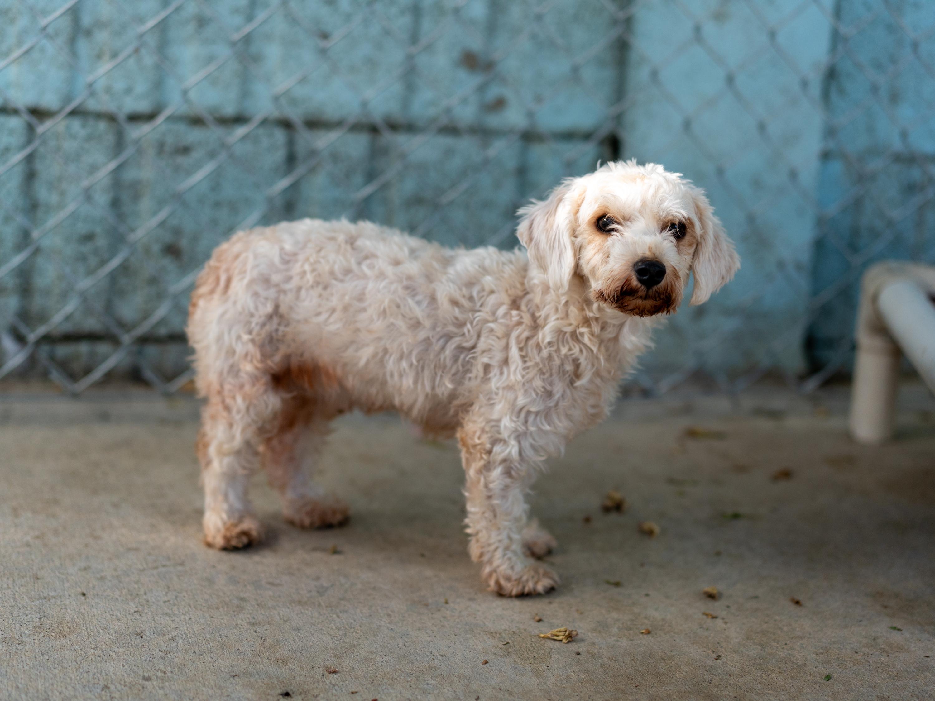 Enlarge MISTY, a Adopted mixed breed in Fresno, CA image 1/3
