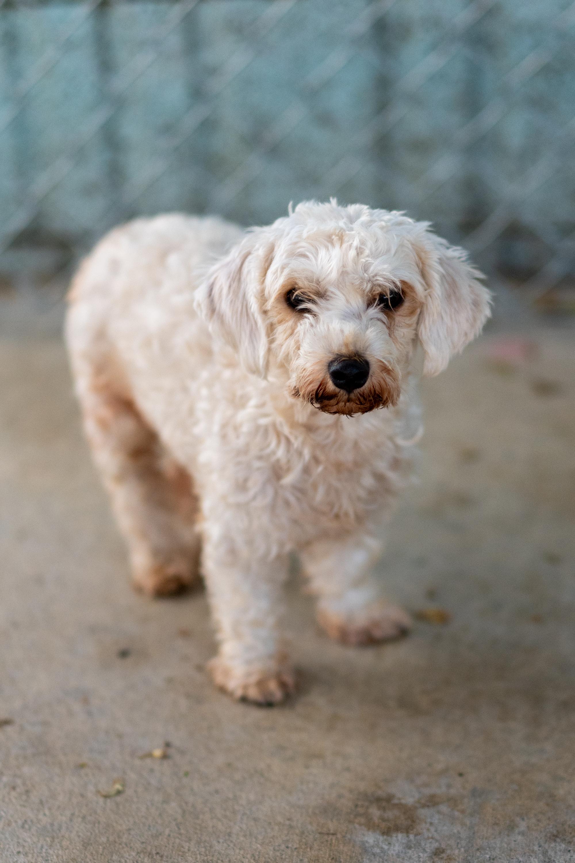 Enlarge MISTY, a Adopted mixed breed in Fresno, CA image 3/3