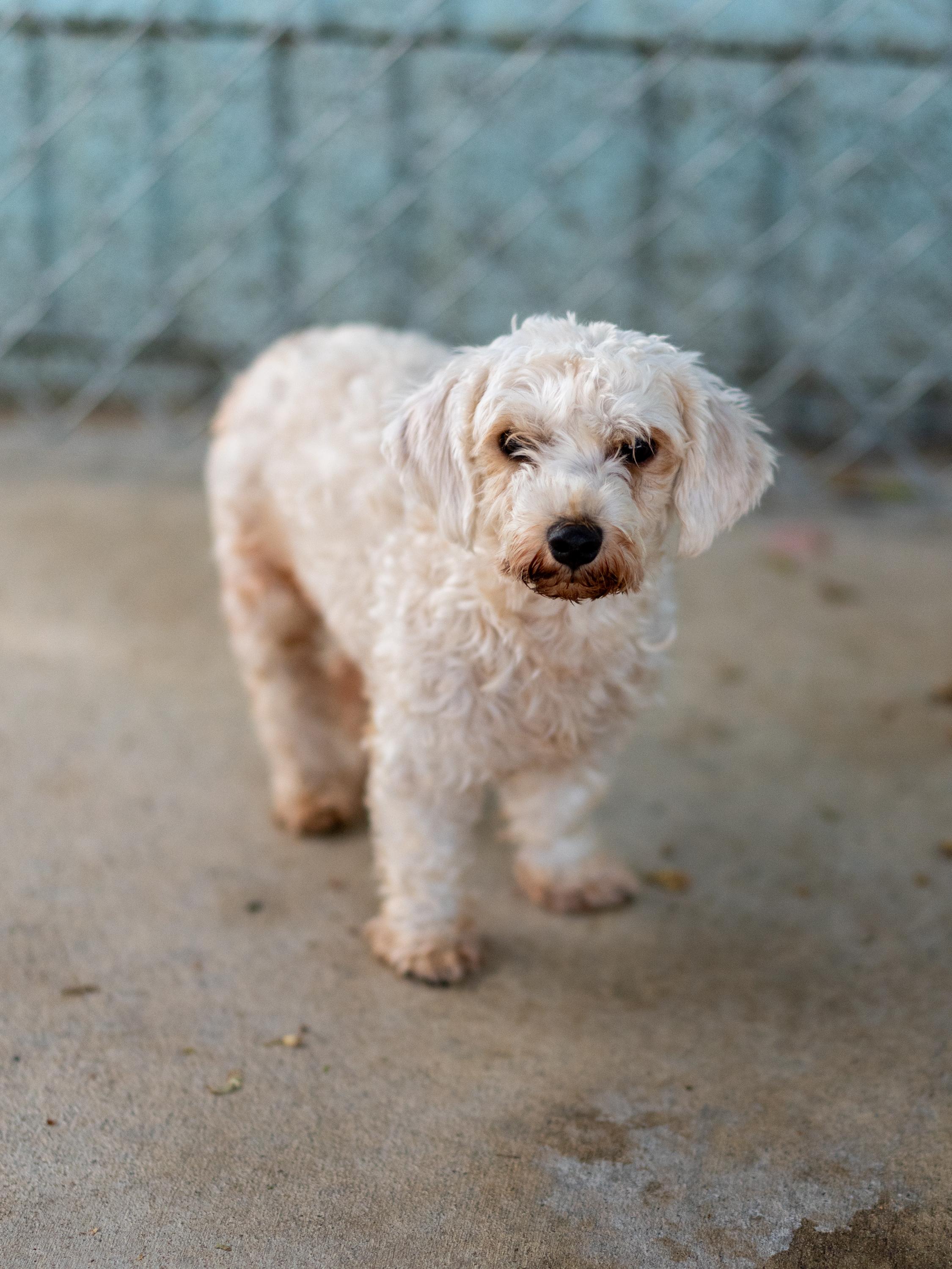 Enlarge MISTY, a Adopted mixed breed in Fresno, CA image 2/3