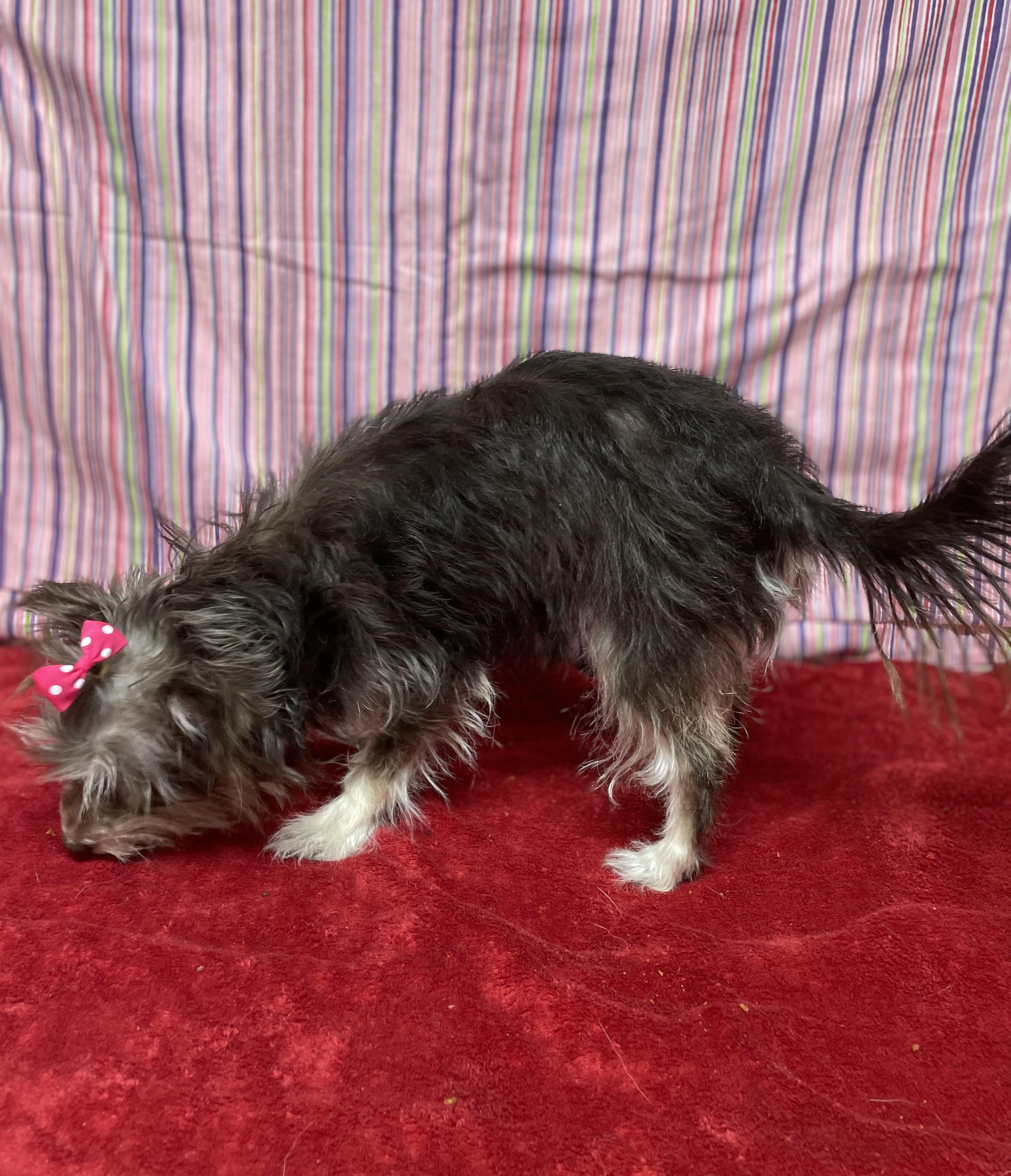 Enlarge Trixie, an adopted mixed breed in Upper Sandusky, OH image 4/5