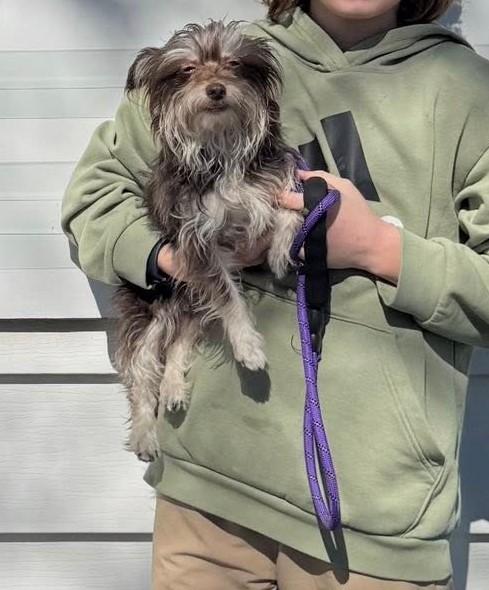 Enlarge Trixie, an adopted mixed breed in Upper Sandusky, OH image 5/5