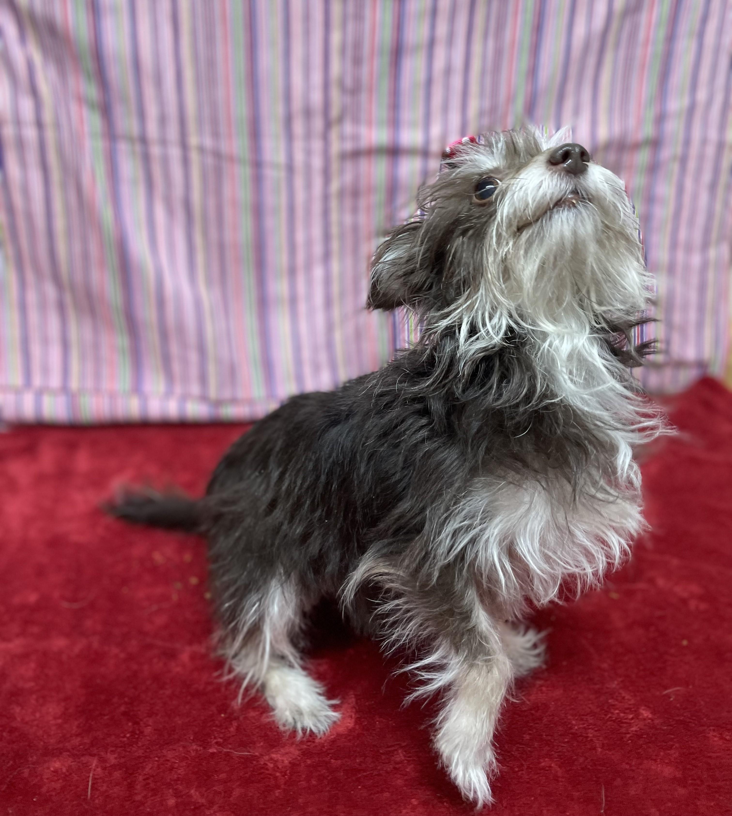 Enlarge Trixie, an adopted mixed breed in Upper Sandusky, OH image 2/5