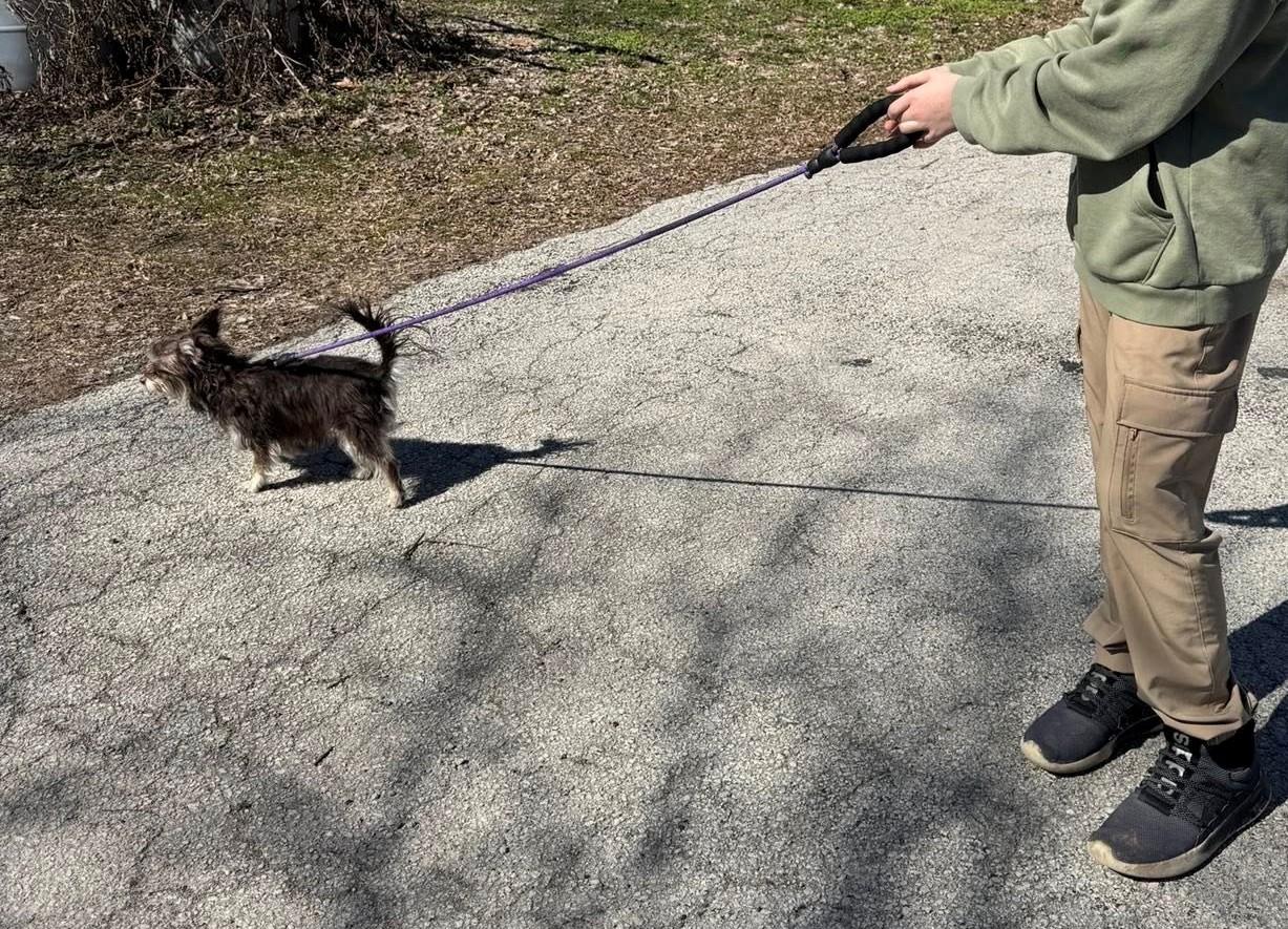 Enlarge Trixie, an adopted mixed breed in Upper Sandusky, OH image 3/5