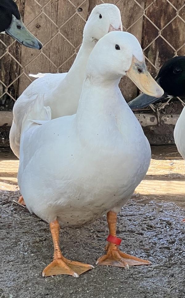 Dandelion, Adoptable, Adult Male Duck.