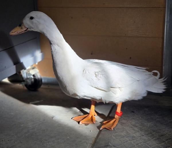 Enlarge Dandelion, a Adoptable mixed breed in Monterey, CA image 2/5