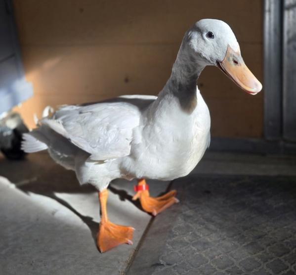 Enlarge Dandelion, a Adoptable mixed breed in Monterey, CA image 3/5